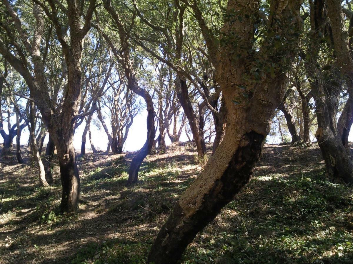 Azienda Agrituristica Le Terre Di San Leonardo Cetraro Εξωτερικό φωτογραφία